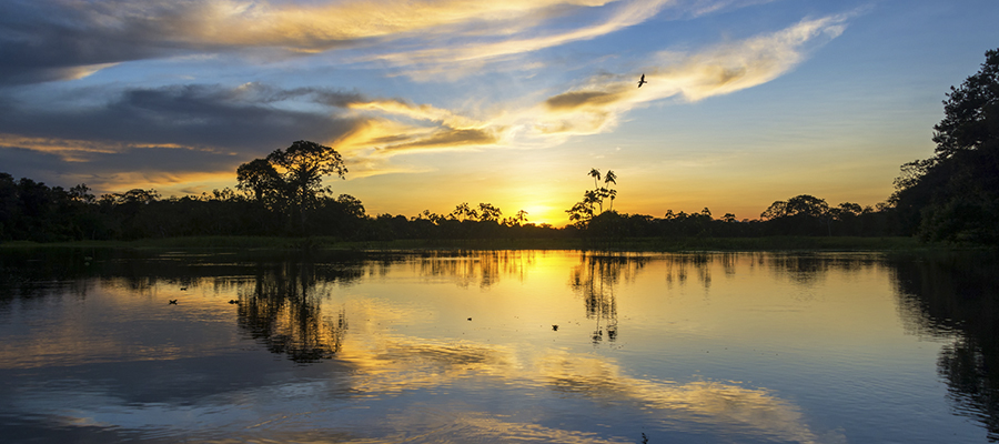 Dia da Amazônia: modelo de economia verde gera impactos positivos e auxilia na preservação da maior floresta tropical do mundo