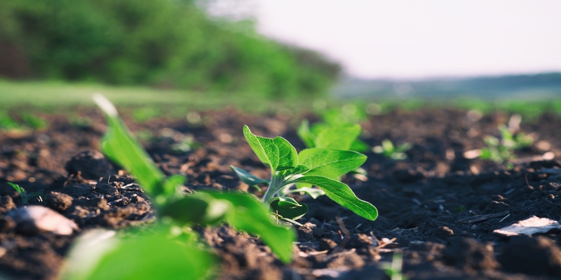 Dia Mundial do Solo: os benefícios da agricultura orgânica