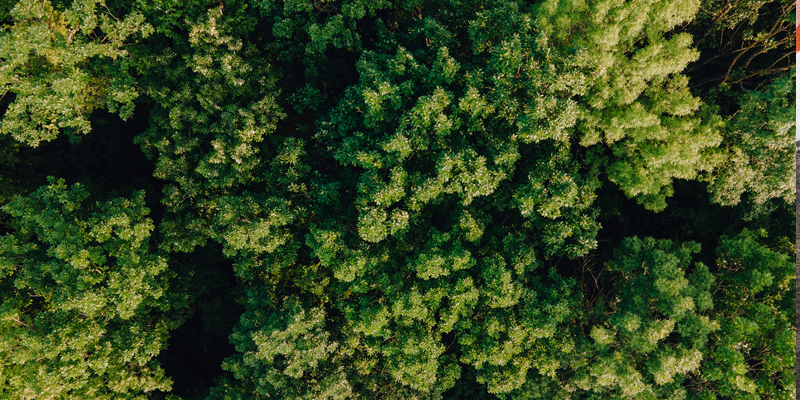 Dia da Árvore: Programa Bio Abundância reforça compromisso da Concepta com as florestas